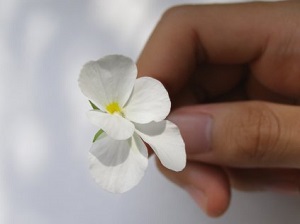 白花